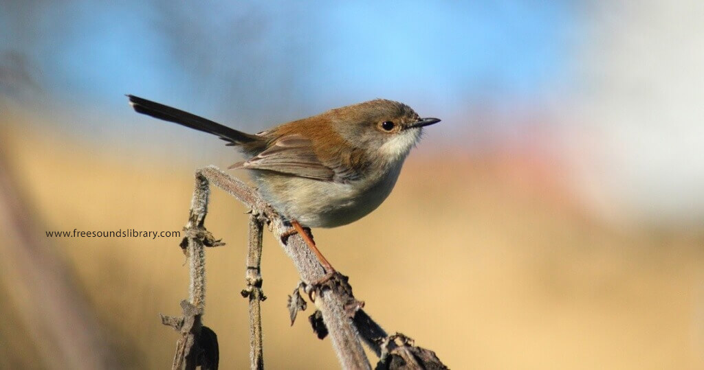 picture of a bird a Robin