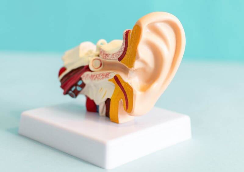 Ear Anatomy